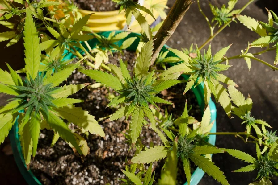 Indoor cultivation thrives on control: light, humidity, airflow