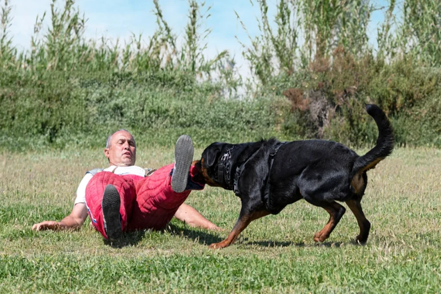 The Safety Steps That Can Help Prevent Serious Dog Bite Incidents in New Jersey